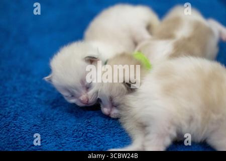 Neugeborene 1 Woche alte Ragdoll-Kätzchen schlafen mit geschlossenen Augen auf der Decke, Hauskatze Stockfoto