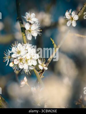Morgenlicht auf Schwarzdornblüten Stockfoto