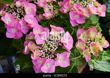 Nahaufnahme von rosa Lacecap Hydrangea Blüten, die in einem Garten blühen. Schöne Blumenszene mit zarten Blütenblättern und grünen Blättern an einem sonnigen Sommertag. Stockfoto