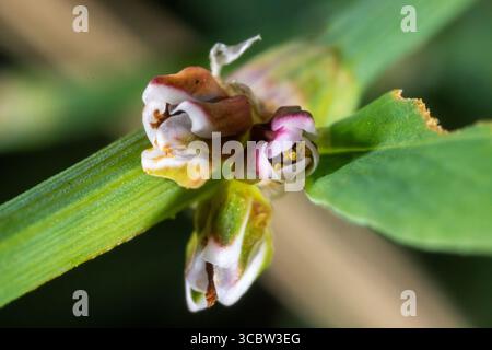 Makroansicht von Polygonum aviculare – gemeines Knotengras in der Blüte Stockfoto