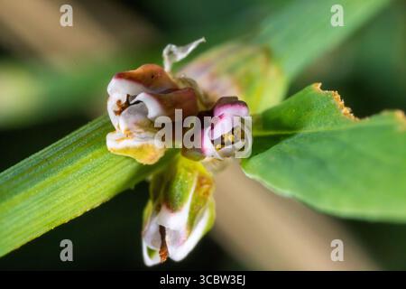 Makroansicht von Polygonum aviculare – gemeines Knotengras in der Blüte Stockfoto