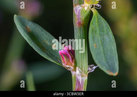 Makroansicht von Polygonum aviculare – gemeines Knotengras in der Blüte Stockfoto