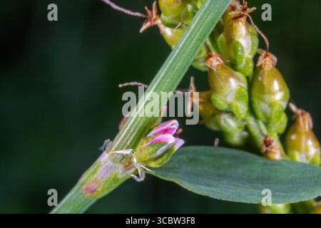 Makroansicht von Polygonum aviculare – gemeines Knotengras in der Blüte Stockfoto