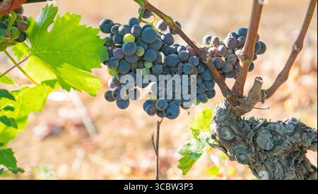 Nahaufnahme von reifenden Trauben mit verschiedenen Farben auf der Weinrebe im Weinberg Stockfoto