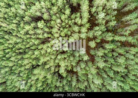 Eine abstrakte Ansicht von oben nach unten auf Baumkronen, die ein natürliches, organisches Designkonzept schafft Stockfoto