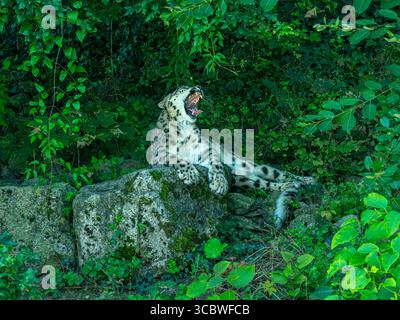 Nahaufnahme eines Schneeleoparden (Panthera uncia syn. Uncia uncia) Stockfoto