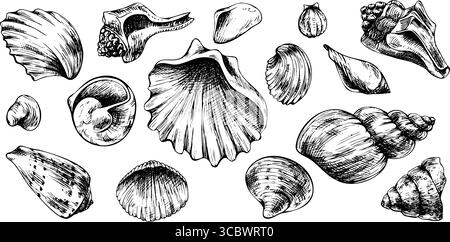 Set aus verschiedenen Muscheln in monochromer Tinte, handgezeichnete Strichgrafik-Illustration, ideal für marineblaue Designelemente, Bastelarbeiten und Scrapbooking Stock Vektor
