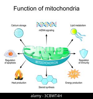 Die Funktion der Mitochondrien. Kalziumspeicherung, Lipidstoffwechsel, Regulierung der Immunität, ATP und Energieproduktion, Steroidsynthese, Zellregulation Stock Vektor