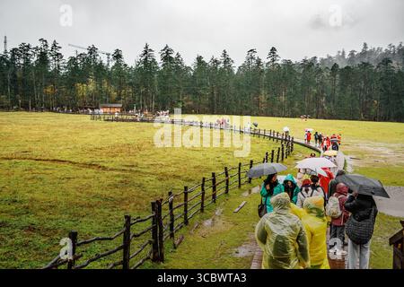 Lijiang, China - 24. Oktober 2024: Touristen in Regenmänteln und Regenschirmen schlendern auf einem Holzweg durch die üppig grüne Fichte Wiese in der Nähe von Yulong Snow Mo Stockfoto
