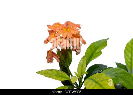 Orange Firecracker Blume ( Crossandra infundibuliformis ) isoliert auf weißem Hintergrund Stockfoto