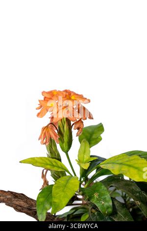 Orange Firecracker Blume ( Crossandra infundibuliformis ) isoliert auf weißem Hintergrund Stockfoto