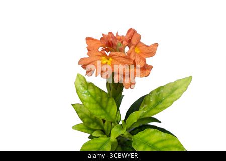 Orange Firecracker Blume ( Crossandra infundibuliformis ) isoliert auf weißem Hintergrund Stockfoto
