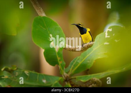 Sahul sunbird Cinnyris frenatus Vogel in Nectariniidae endemisch auf Sulawesi in Neuguinea und Australien, gelb-dunkelblauer Nektar und Insektenfresser b Stockfoto