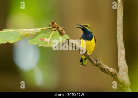 Sahul sunbird Cinnyris frenatus Vogel in Nectariniidae endemisch auf Sulawesi in Neuguinea und Australien, gelb-dunkelblauer Nektar und Insektenfresser b Stockfoto