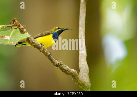 Sahul sunbird Cinnyris frenatus Vogel in Nectariniidae endemisch auf Sulawesi in Neuguinea und Australien, gelb-dunkelblauer Nektar und Insektenfresser b Stockfoto