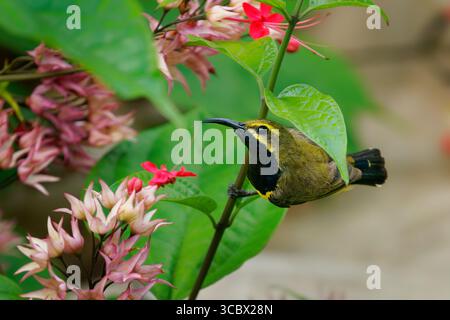 Sahul sunbird Cinnyris frenatus Vogel in Nectariniidae endemisch auf Sulawesi in Neuguinea und Australien, gelb-dunkelblauer Nektar und Insektenfresser b Stockfoto