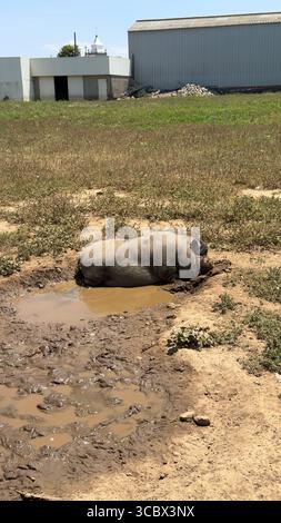 Glückliches Schwein, das sich am sonnigen Tag im Schlamm suhlt Stockfoto