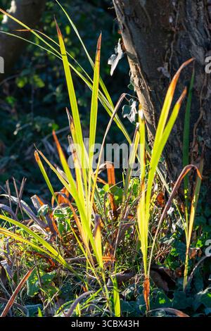 A small clump of reeds growing by a tree with some brown leaves amongst. The reeds have been back lit from the morning sun high lighting the green. Stockfoto