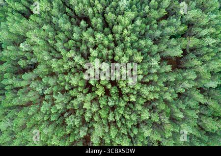 Ein dichter, grüner Kiefernwald aus der Vogelperspektive mit Naturhintergrund Stockfoto