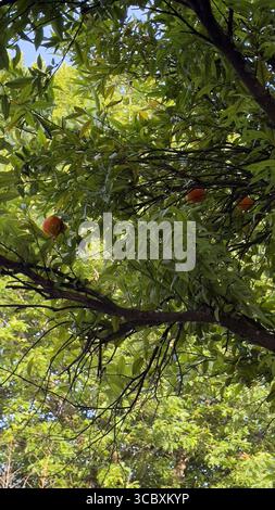 Reife Mandarinen am Baum in Portugal Stockfoto