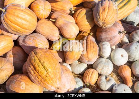 Herbst-Thanksgiving-Hintergrund mit verschiedenen Kürbissorten auf einem traditionellen Straßenmarkt im Freien in Russland unter sonnigem Licht. Stockfoto