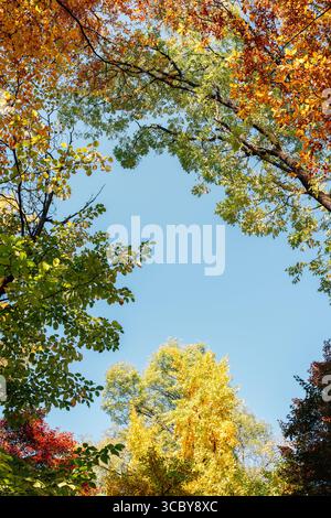 Herbstlicher farbenfroher Ahornwald mit Tiefwinkelblick in Seoul, Korea Stockfoto