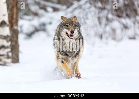 Europäischer Wolf Canis Lupus, der in natürlichem Lebensraum läuft. Wildes Leben. Holzwolf im verschneiten Winterwald Stockfoto
