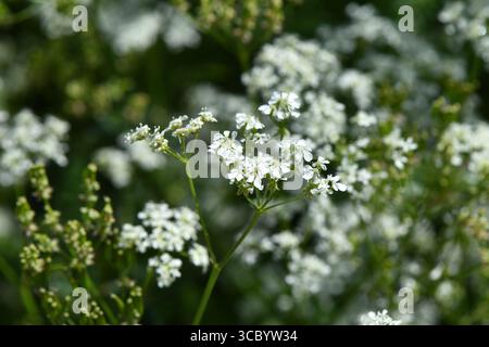Nahaufnahme der zarten weißen Wildblumen, die auf der Sommerwiese blühen, sanfter grüner Hintergrund, Makronaturdetail. Stockfoto