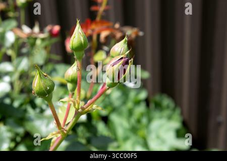 Rosenknospen in weichem natürlichem Licht im Sommergarten Stockfoto