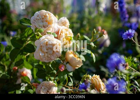 Charles Darwin English Rose blüht im Sommergarten bei Sonnenuntergang von blauen Kornblumen. Gelbe doppelte nostalgische Blüten von Austin Stockfoto