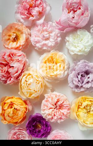 Blick von oben auf die im Wasser schwimmenden Rosen. Natürliche Blumenstruktur. Duftende Parfümessenz. Nahaufnahme von gelb orange rosa lila weißen Blüten Stockfoto