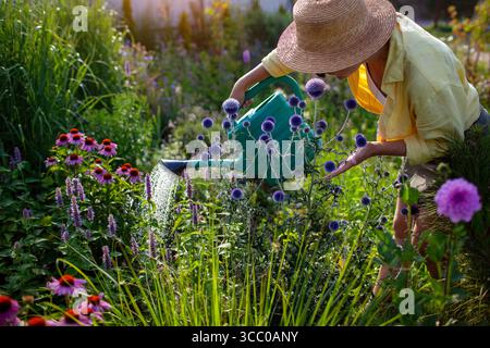 Gärtner bewässern Pflanzen mit einer Gießkanne während des Zuges im Sommergarten. Frau riecht echinops-Blüten, die nach Coneflower wachsen Stockfoto