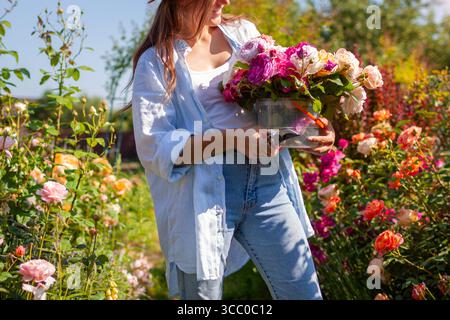 Lächelnde Frau, die einen Eimer voller frischer Rosen hält, die im Sommergarten geerntet wurden. Blumenbauer, der englische Rosen anbaut Stockfoto
