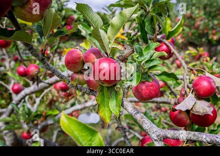 Gruppe reifer roter Äpfel, die am 9. August 2025 auf Apfelbaum in Orchard in Lacock, Wiltshire, Vereinigtes Königreich gedeihen Stockfoto
