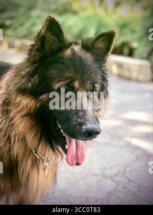 Nahporträt eines männlichen deutschen Schäferhundes Stockfoto