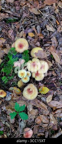 Waldpilze, die im Herbst zwischen wunderschönen, gefallenen Blättern auftauchen und gedeihen Stockfoto
