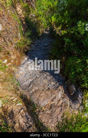 Ein schmaler, felsiger, getrockneter Flussboden schlängelt sich durch dichtes Grün und führt in eine ruhige und abgeschiedene natürliche Umgebung Stockfoto
