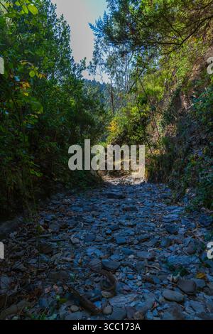Ein schmaler, felsiger, getrockneter Flussboden schlängelt sich durch dichtes Grün und führt in eine ruhige und abgeschiedene natürliche Umgebung Stockfoto