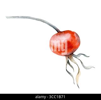 Aquarellillustration mit einer Hagebuttenbeere auf weißem Hintergrund. Die botanische Illustration ist handgezeichnet. Clipart Stockfoto