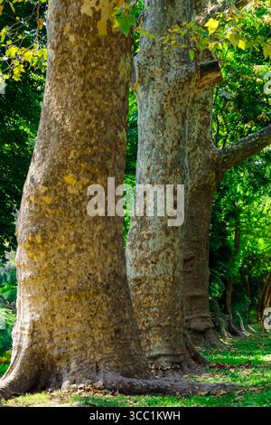 Majestätische Bäume stehen auf einem ruhigen Pfad in einem lebhaften Park unter einem hellblauen Himmel. Sonnenlicht filtert durch die Blätter und erhellt den GREE Stockfoto