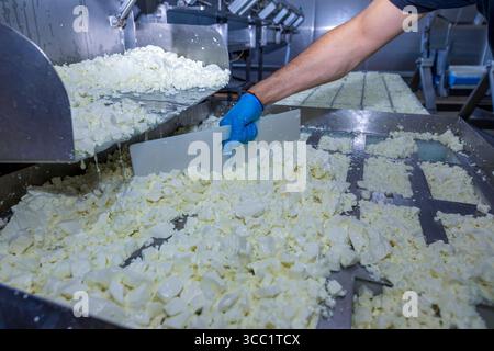 Industrielle Käseproduktionsanlage mit Arbeiter, der Milchprodukte unter hygienischen Bedingungen umsetzt Stockfoto