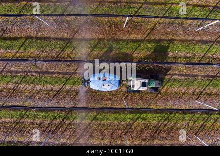 Apfelgarten in Arnissa, Griechenland, mit Traktoren, die Bäume sprühten. Gepflegte Reihen, See Vegoritida und Berge im Hintergrund unter klarem blauen Himmel. Stockfoto