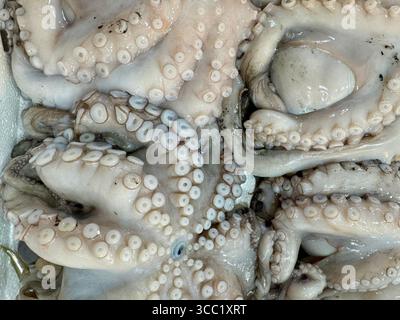 Aus nächster Nähe sehen Sie frische Kraken-Tentakel, die ihre detaillierte Textur auf einem Fischmarkt zeigen. Stockfoto