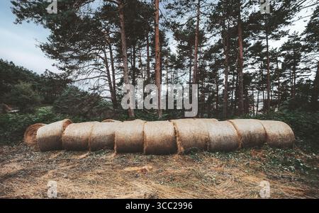 Große runde Heuballen, die sich ordentlich am Waldrand aneinander Reihen, umgeben von hohen Kiefern und trockenem Gras unter einem bewölkten Himmel, symbolisieren die ländliche Landwirtschaft und Stockfoto