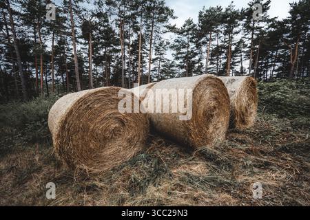 Große runde Heuballen, die auf trockenem Gras am Rande eines Kiefernwaldes ruhen, mit strukturierten Strohflächen und bedecktem Himmel im Hintergrund Stockfoto