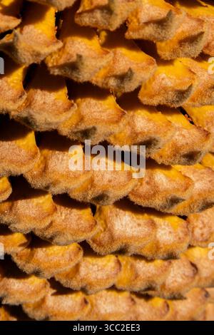 Nahaufnahme einer cycas revoluta Blume. Nahaufnahme einer cycas-Revoluta in Blüte. Stockfoto