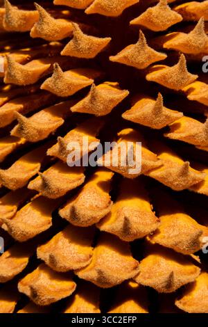 Nahaufnahme einer cycas revoluta Blume. Nahaufnahme einer cycas-Revoluta in Blüte. Stockfoto
