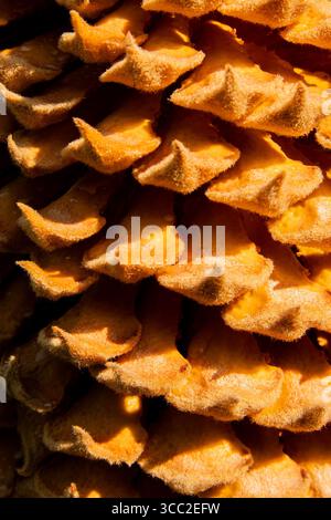 Nahaufnahme der ungewöhnlichen Blüte der cycas revoluta-Palme. Stockfoto