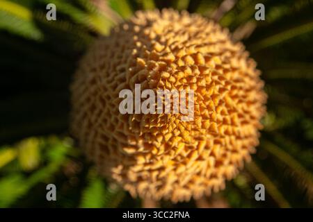 Blick von oben auf eine cycas revoluta Blume. Stockfoto