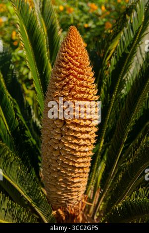 Seltsame Blüte einer cycas Revoluta. Riesige und eigentümliche Blume der cycas revoluta-Art. Stockfoto